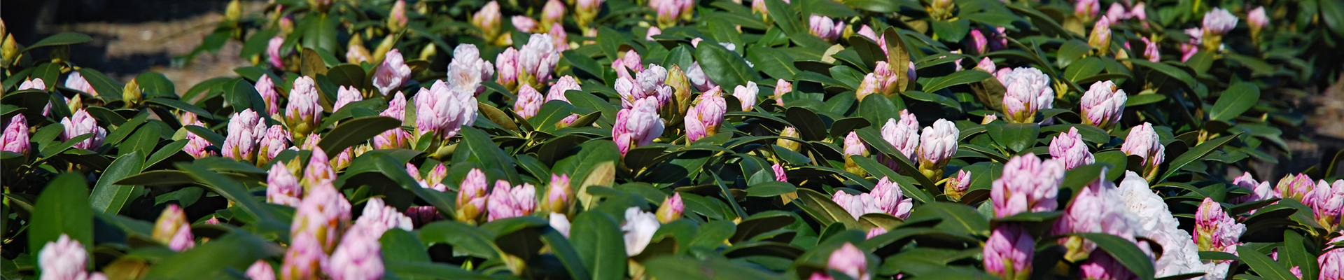 rhodo_header.jpg rhodo_header.jpg