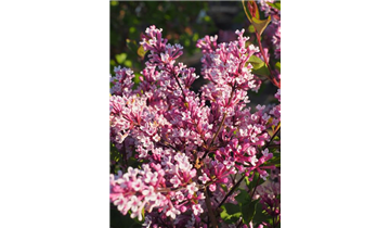 Zwergflieder der Flowerfesta®- Serie