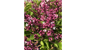 Zwergflieder der Flowerfesta®- Serie