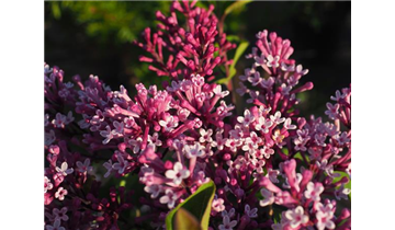 Zwergflieder der Flowerfesta®- Serie