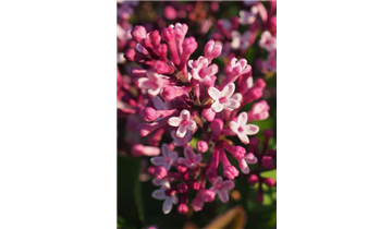 Zwergflieder der Flowerfesta®- Serie