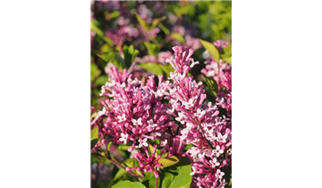 Zwergflieder der Flowerfesta®- Serie