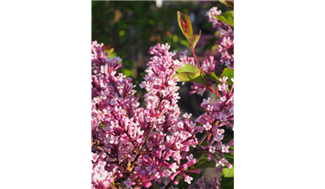 Zwergflieder der Flowerfesta®- Serie