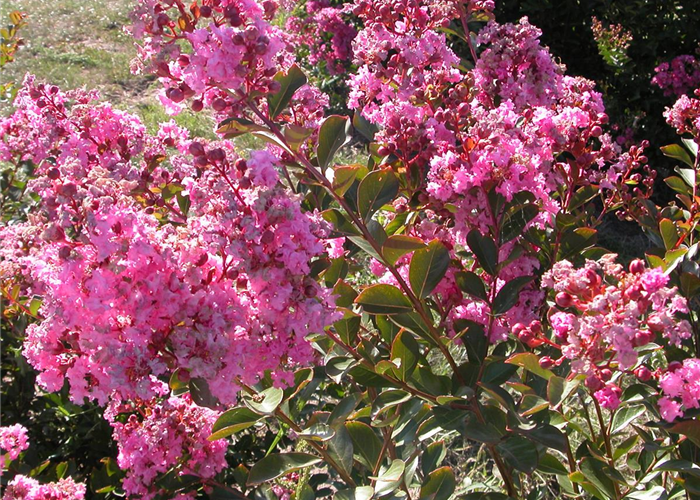 Lagerstroemia indica 'Petite Pink'® Lagerstroemia indica 'Petite Pink'®