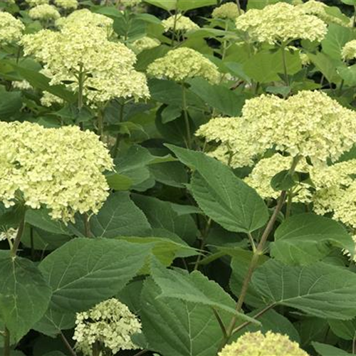 Hydrangea arborescens 'Lime Rickey'Ⓢ PW® Hydrangea arborescens 'Lime Rickey'Ⓢ PW®