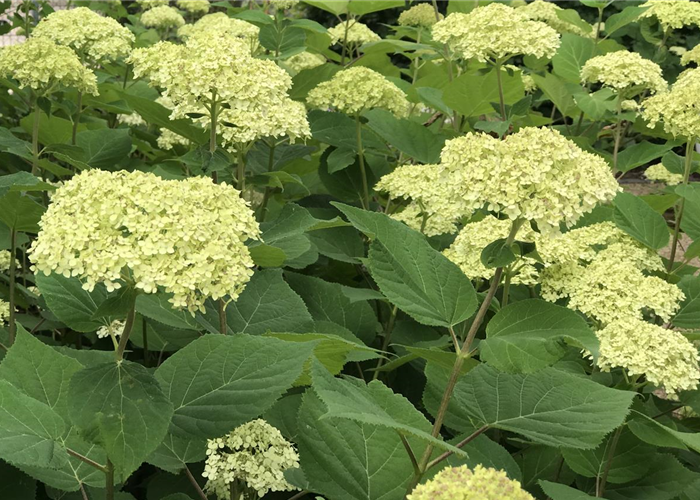 Hydrangea arborescens 'Lime Rickey'Ⓢ PW® Hydrangea arborescens 'Lime Rickey'Ⓢ PW®