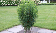Felsenbirne 'Rainbow Pillar'® 