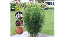 Felsenbirne 'Rainbow Pillar'® 