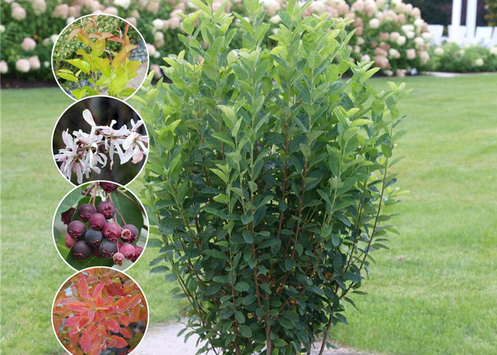 Amelanchier 'Rainbow Pillar'® 