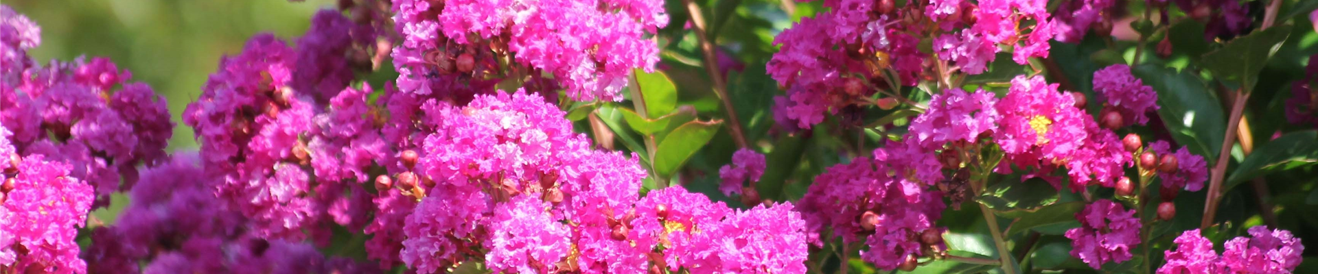 lagerstroemia_violet_d_ete.jpg lagerstroemia_violet_d_ete.jpg