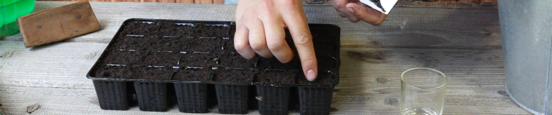 Sonnenblumen - Aussäen von Samen (thumbnail).jpg Sonnenblumen - Aussäen von Samen (thumbnail).jpg