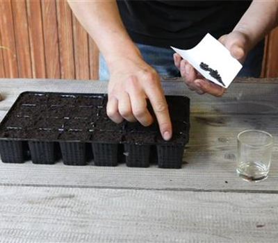 Sonnenblumen - Aussäen von Samen Sonnenblumen - Aussäen von Samen