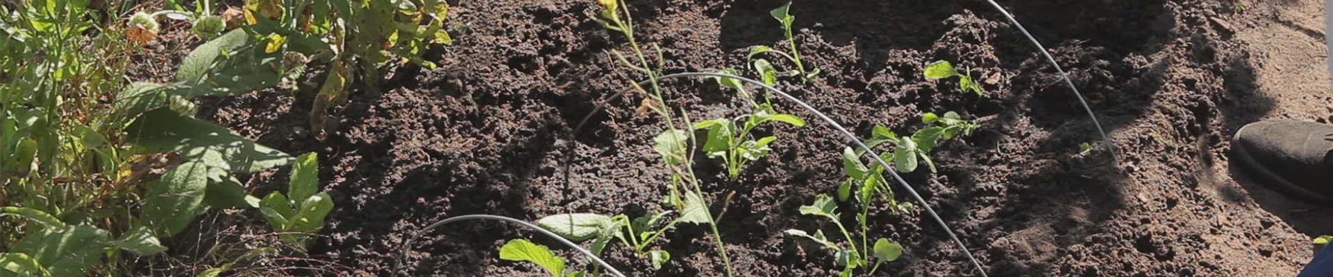 Radieschen - Aussaat und Aufzucht (thumbnail).jpg Radieschen - Aussaat und Aufzucht (thumbnail).jpg