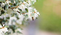 Burkwoods Duftblüte