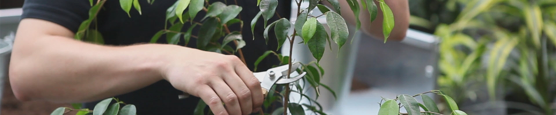 Grüne Zimmerpflanzen - Zurückschneiden und Pflegen (thumbnail).jpg Grüne Zimmerpflanzen - Zurückschneiden und Pflegen (thumbnail).jpg