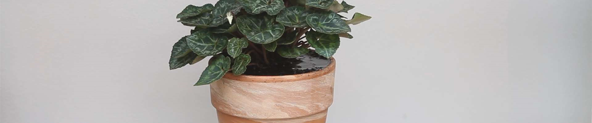 Alpenveilchen - Einpflanzen in ein Gefäß (thumbnail).jpg Alpenveilchen - Einpflanzen in ein Gefäß (thumbnail).jpg