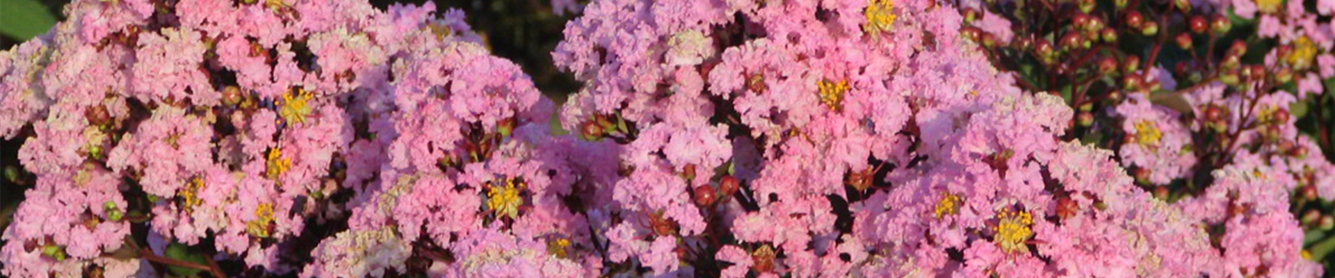 news_Lagerstroemia_Raphsody_in_Pink.jpg news_Lagerstroemia_Raphsody_in_Pink.jpg