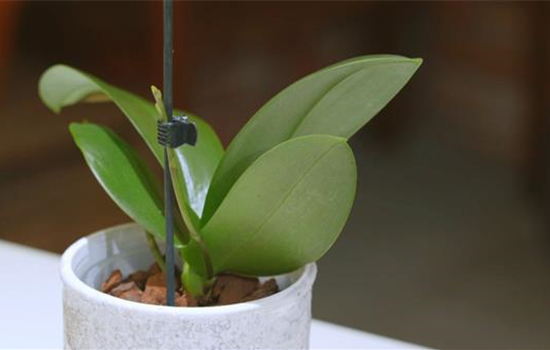 Orchideen pflegen Orchideen pflegen