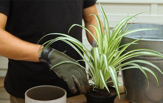 Grünlilie - Umtopfen Grünlilie - Umtopfen