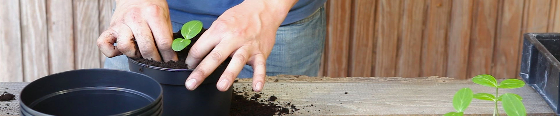 Gurken - Pikieren (thumbnail).jpg Gurken - Pikieren (thumbnail).jpg