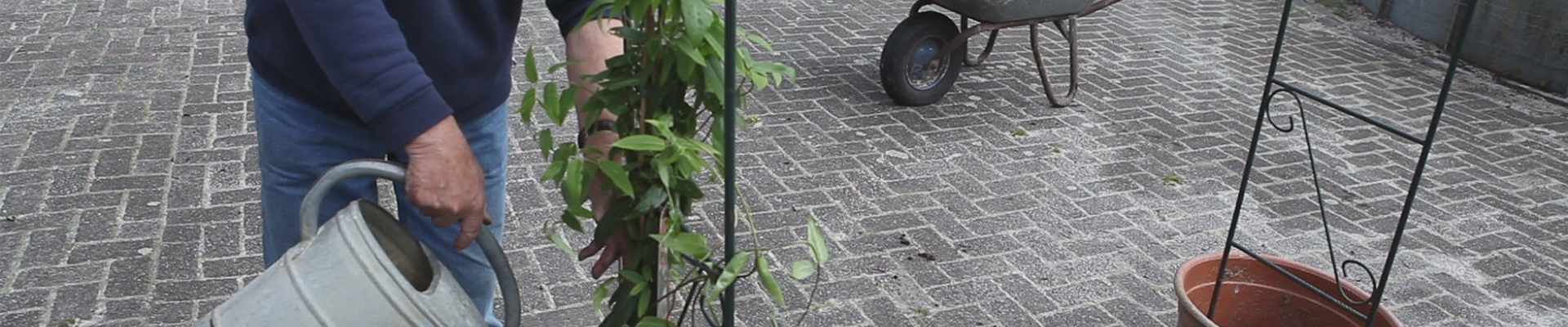 Immergrünes Geißblatt - Einpflanzen am Rankbogen (thumbnail).jpg Immergrünes Geißblatt - Einpflanzen am Rankbogen (thumbnail).jpg