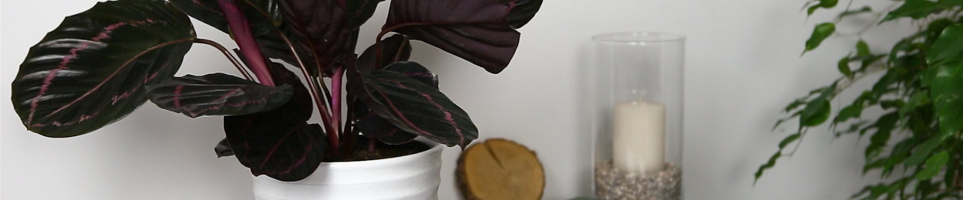 Korbmarante - Einpflanzen in ein Gefäß (Thumbnail).jpg Korbmarante - Einpflanzen in ein Gefäß (Thumbnail).jpg