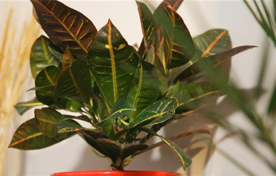 Wunderstrauch - Umtopfen Wunderstrauch - Umtopfen