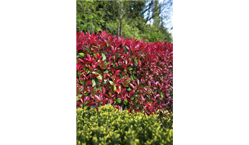 Photinia fraseri 'Devil's Dream'