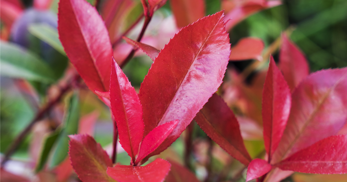 winterberry plants Winter Red Winterberry | White | Plant main image 1
