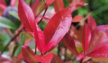 Photinia fraseri 'Devil's Dream'