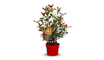 Photinia fraseri 'Devil's Dream'