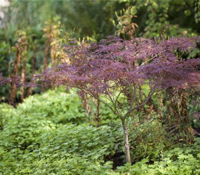 Acer palmatum 'Inaba-shidare' Acer palmatum 'Inaba-shidare'