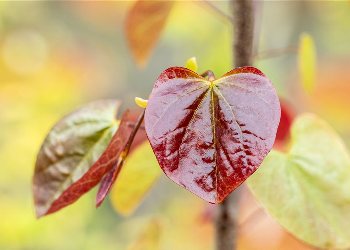 Cercis canadensis 'Merlot' Cercis canadensis 'Merlot'