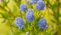 Säckelblume 'Victoria'