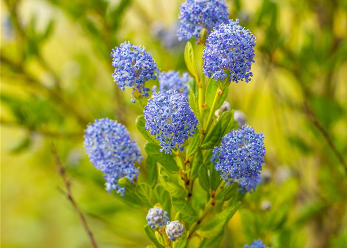 Ceanothus impressus 'Victoria' Ceanothus impressus 'Victoria'
