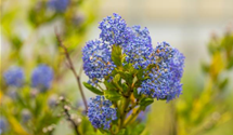 Säckelblume 'Victoria'
