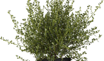 Säckelblume 'Victoria'