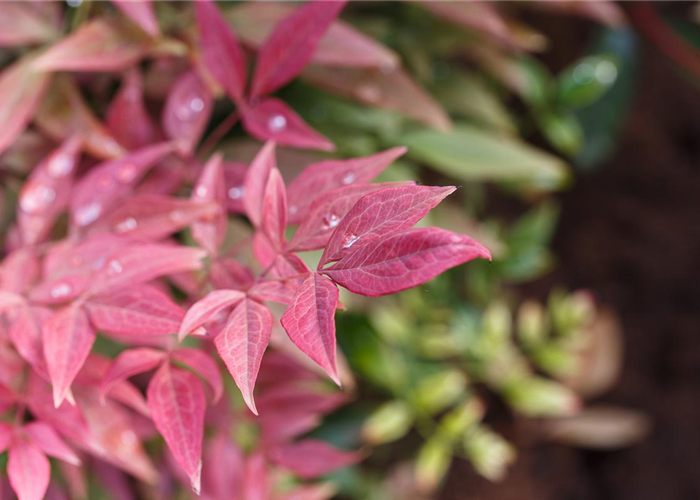 Nandina domestica 'Obsessed' Nandina domestica 'Obsessed'