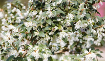 Burkwoods Duftblüte