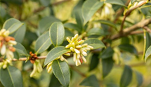 Burkwoods Duftblüte