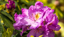 Rhododendron-Hybride 'Goldflimmer'