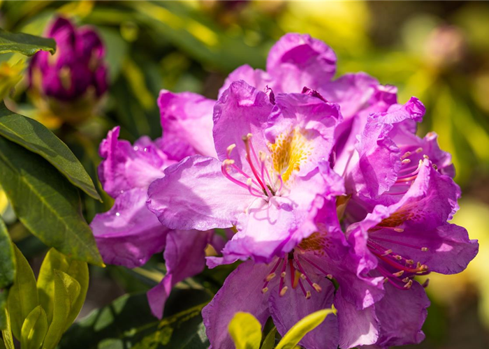 Rhododendron 'Goldflimmer' Rhododendron 'Goldflimmer'