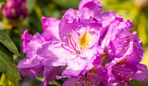 Rhododendron-Hybride 'Goldflimmer'