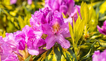 Rhododendron-Hybride 'Goldflimmer'