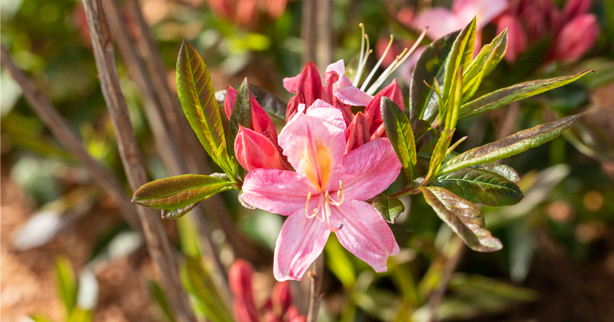 Rhododendron viscosum 'Juniduft'