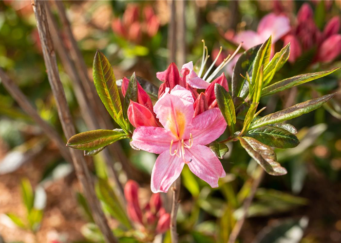Rhododendron viscosum 'Juniduft' Rhododendron viscosum 'Juniduft'