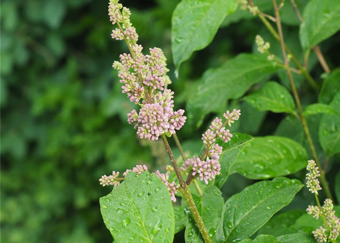 Syringa prestoniae 'Minuet' Syringa prestoniae 'Minuet'