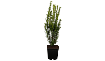 Taxus baccata 'Groenland'