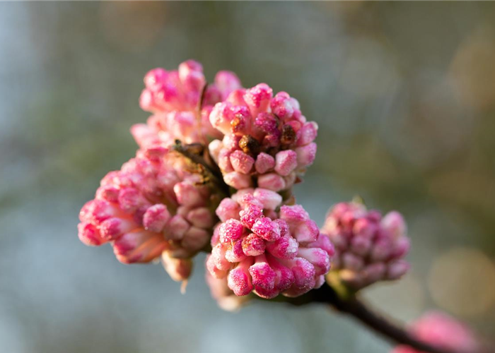 Viburnum bodnantense 'Charles Lamont' Viburnum bodnantense 'Charles Lamont'