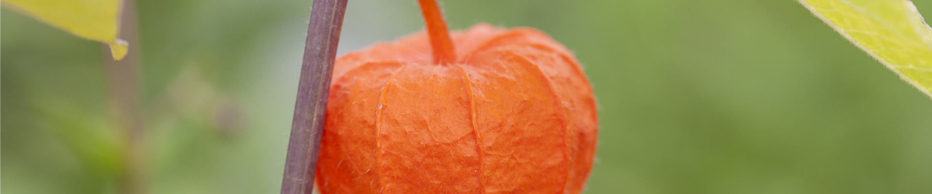 GS442454.jpg GS442454.jpg